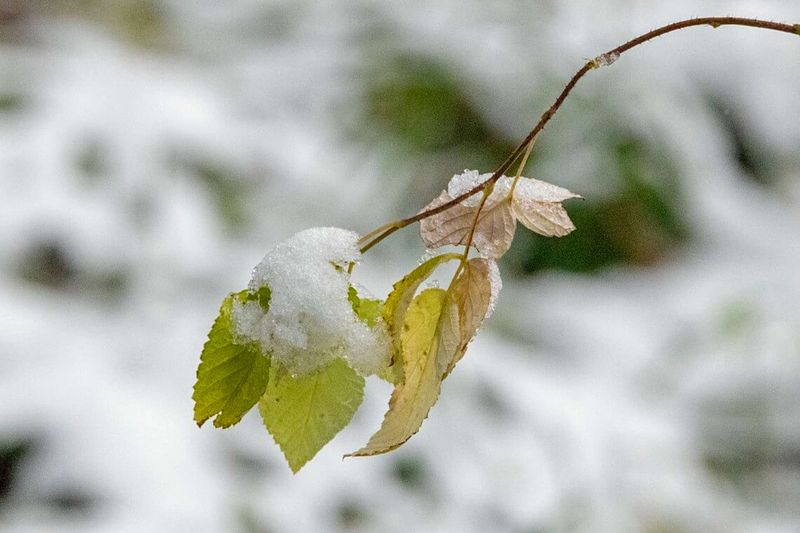 Ilm muutub talvisemaks ja sajab lõrtsi.