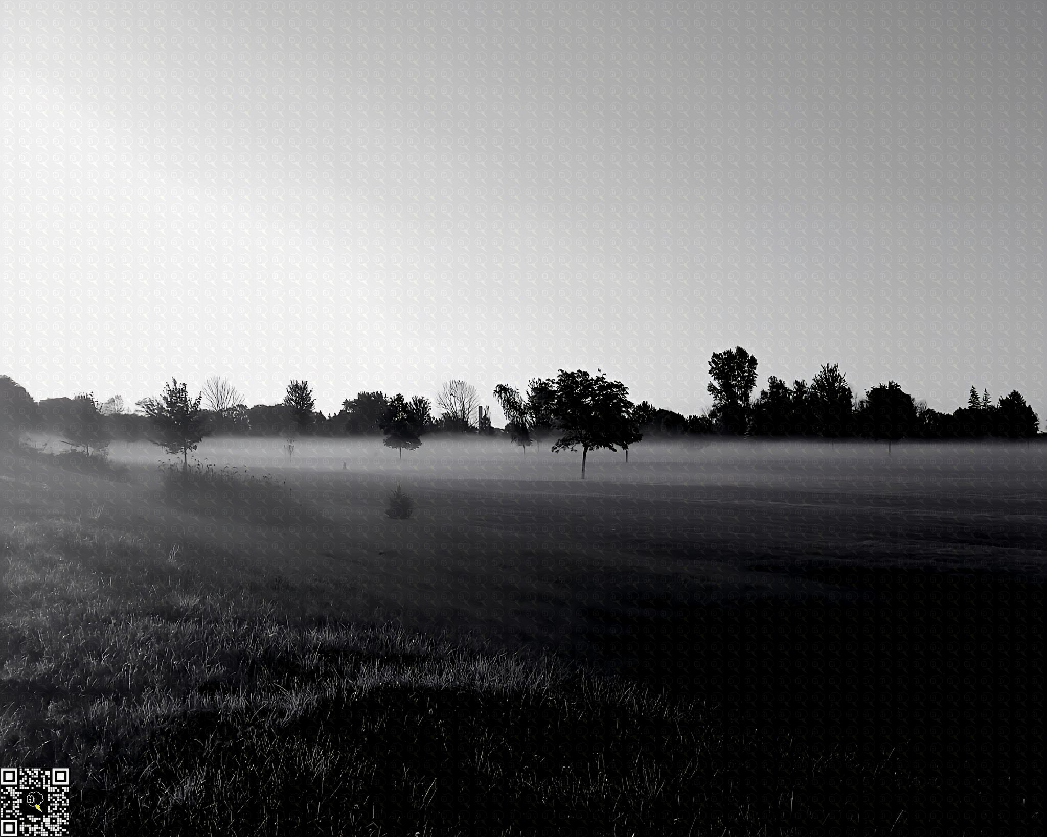 Dew-kissed grass glistening in the early morning light.
