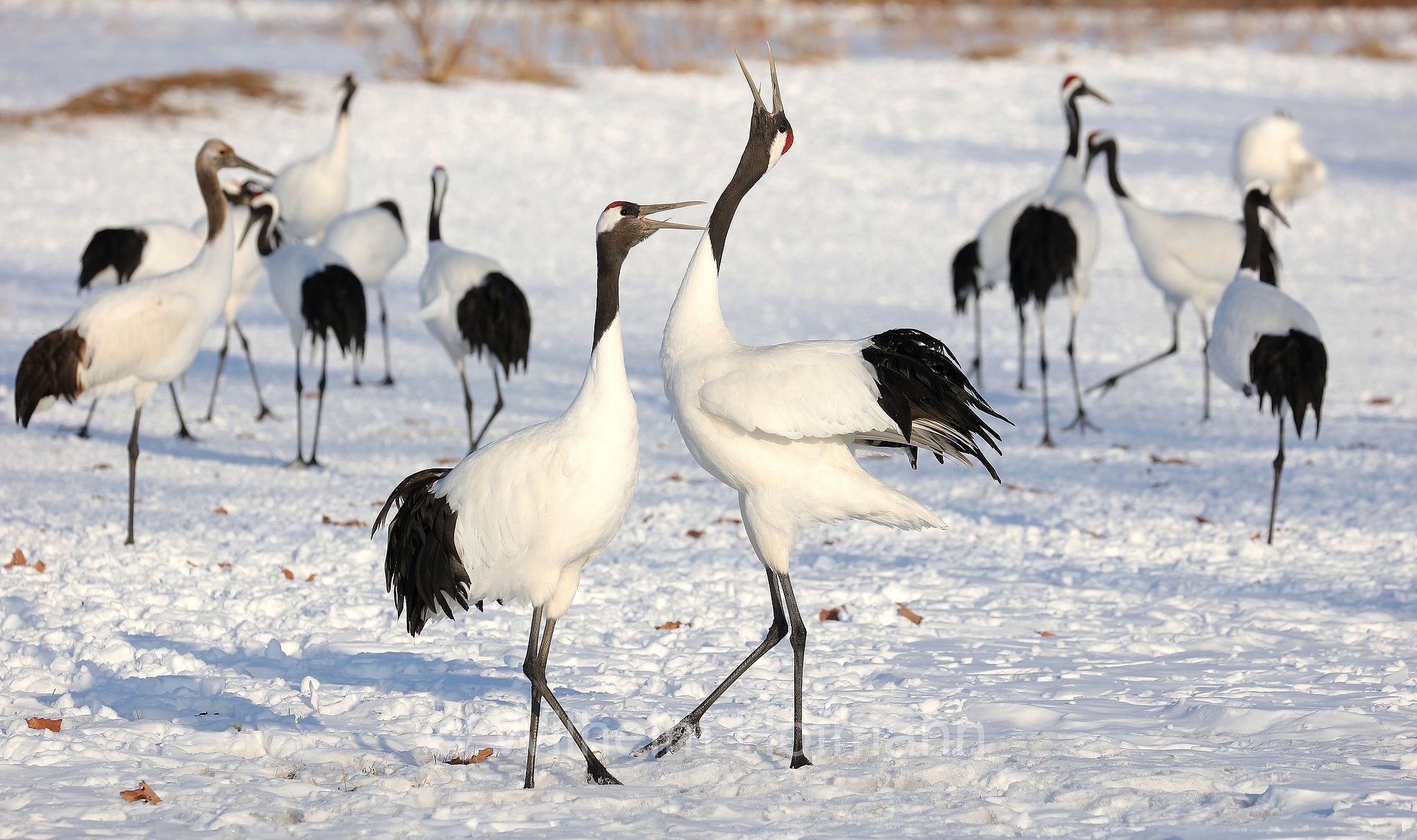 red-crowned crane, Manchurian crane, Mandschurenkranich, Rotkronenkranich, gru della Manciuria, Grus japonensis, Tsurumidai, Tsurumidai Plain, Hokkaidō, Hokkaido, Japan, Giappone