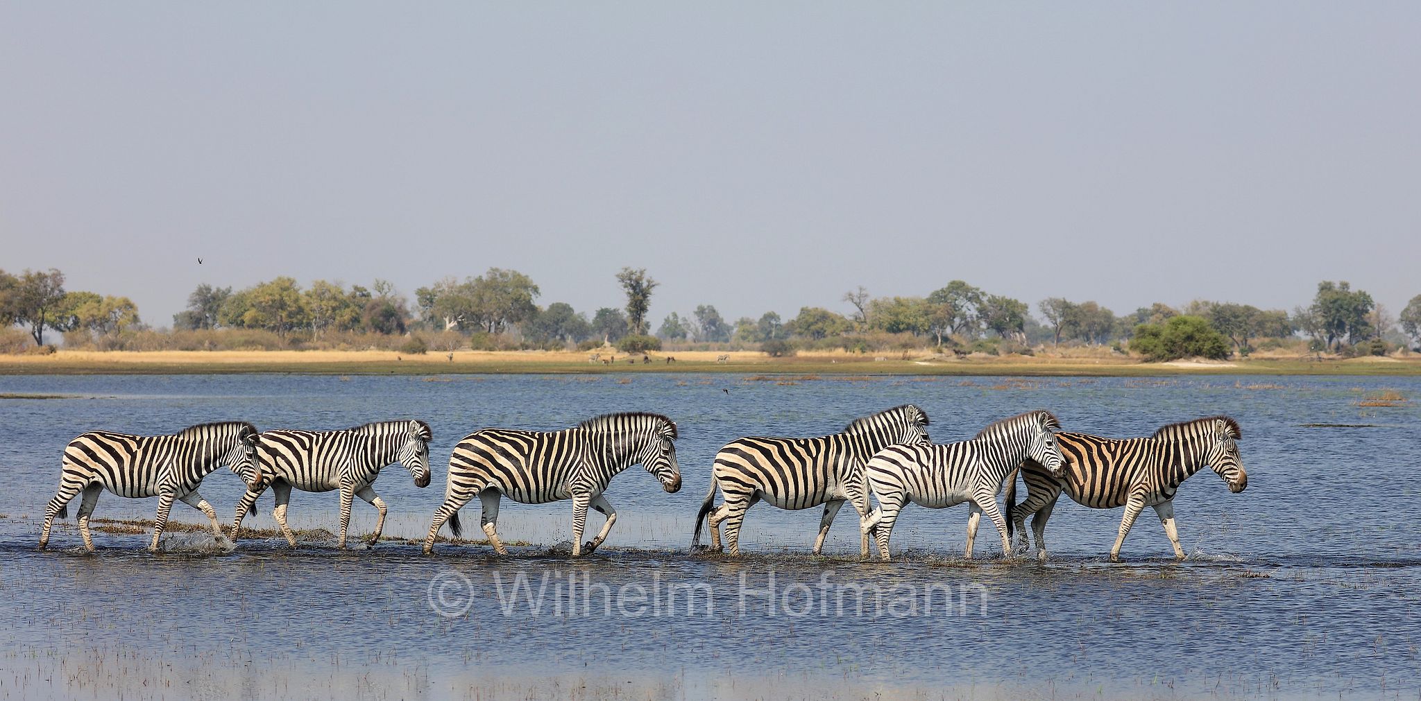 plains zebra, Steppenzebra, zebra di pianura, equus quagga, Moremi Game Reserve, Moremi-Wildreservat, Okavango Delta, Okavango Grassland, Botswana, Republik Botsuana