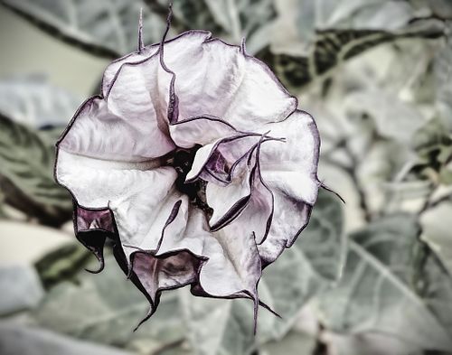 "The Creative Mind: Photography as Therapy"