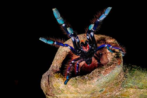 Phormingochilus sp. - Sabah blue undescribed species