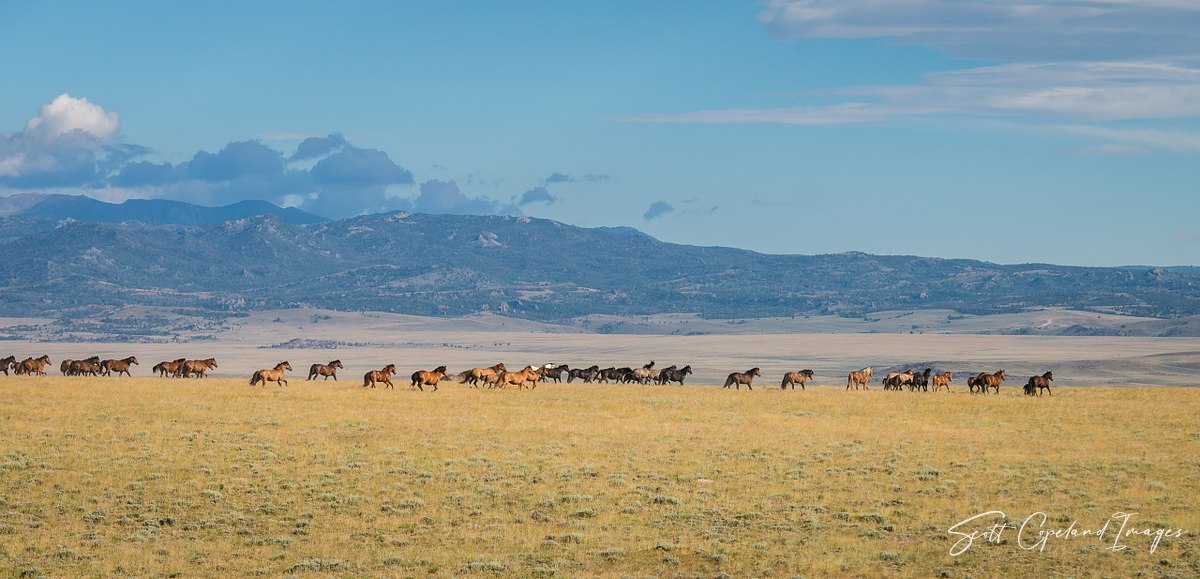 Big Herd