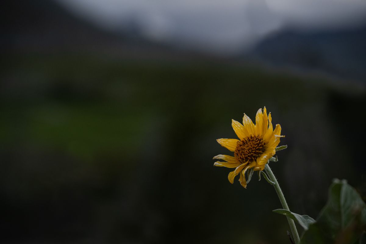 A yellow wildflower in the mountains of Waterton Lakes National Park