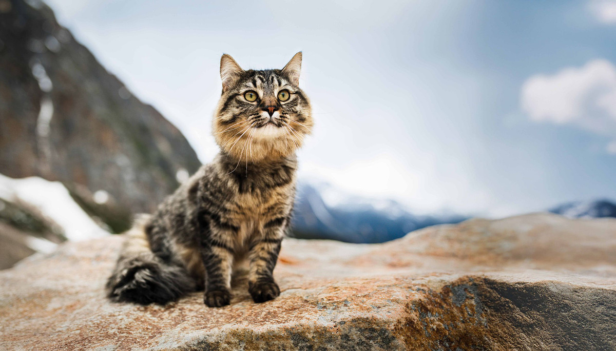 a grey and black striped cat sits on a rock over looking at the camera while the mountains in Jasper Alberta are in the background.