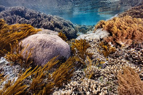 Coral Reef Diversity