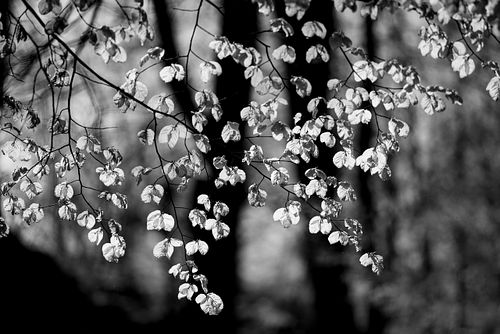 Im Waldreservat Schlossflue