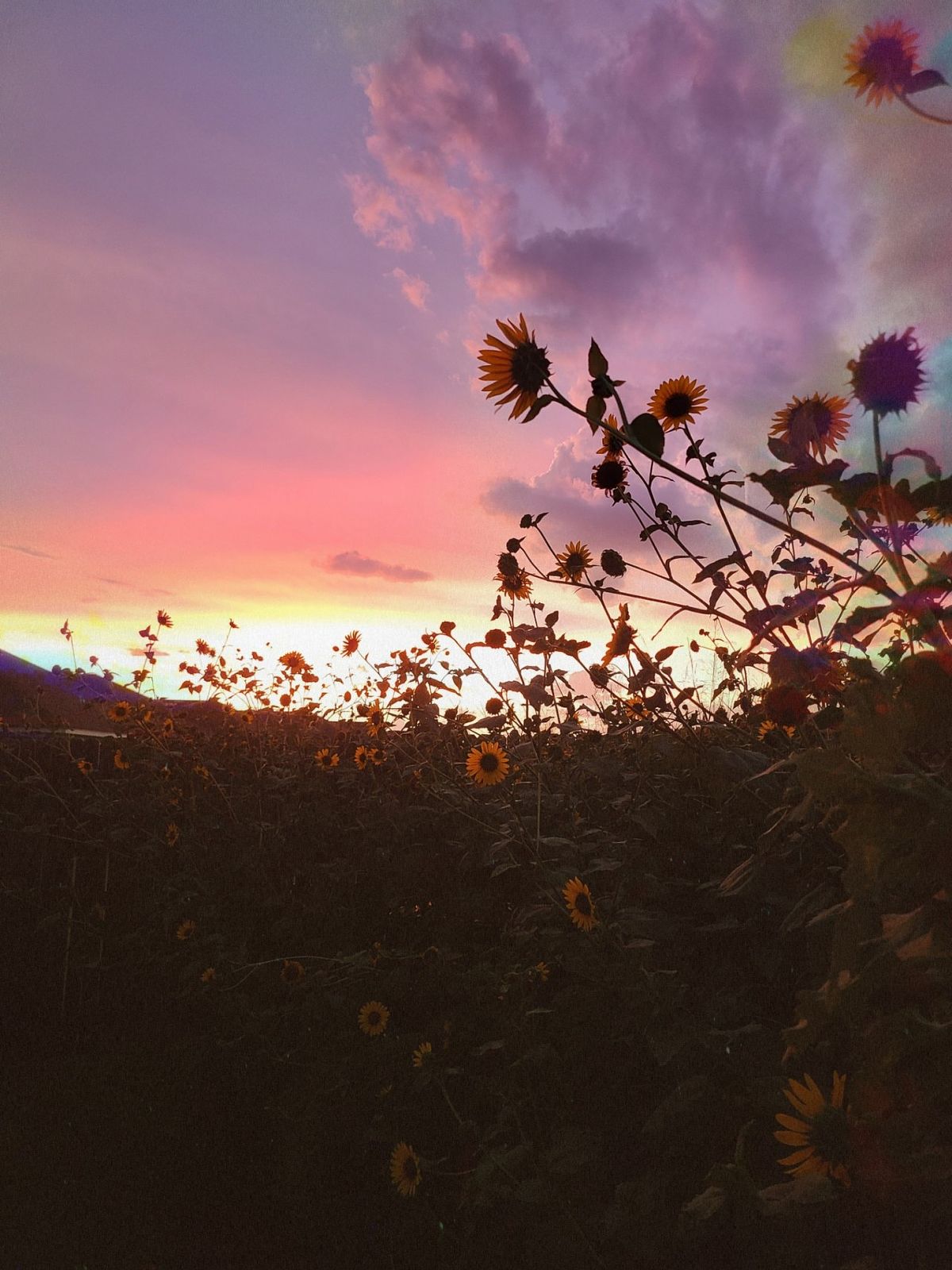 Sunflowers at dusk