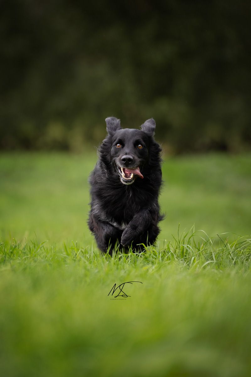 Zeer blije Friese Stabij x Golden retriever rennend door gras richting camera