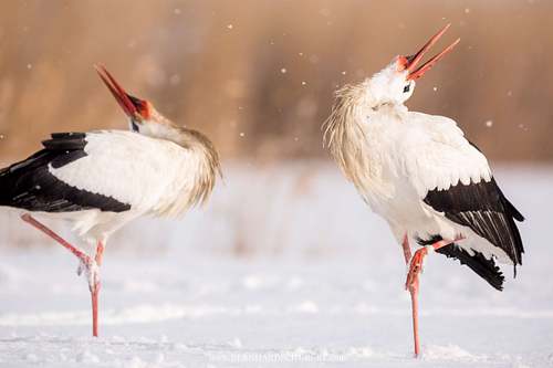 Ciconia ciconia - White stork