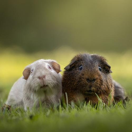Alle dieren zijn welkom!