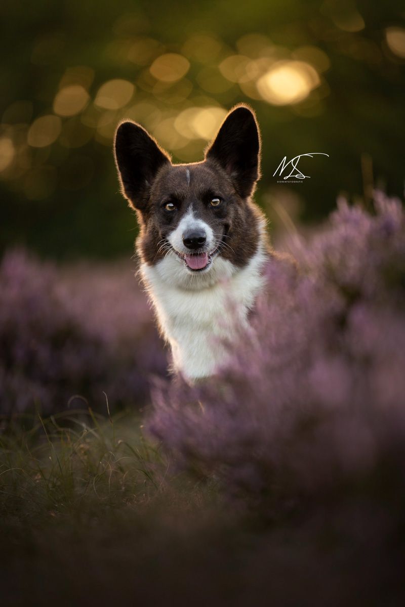 Fotoshoot met ondeugende Corgi die langs heidebosjes gluurt naar de camera tijdens zonsondergang