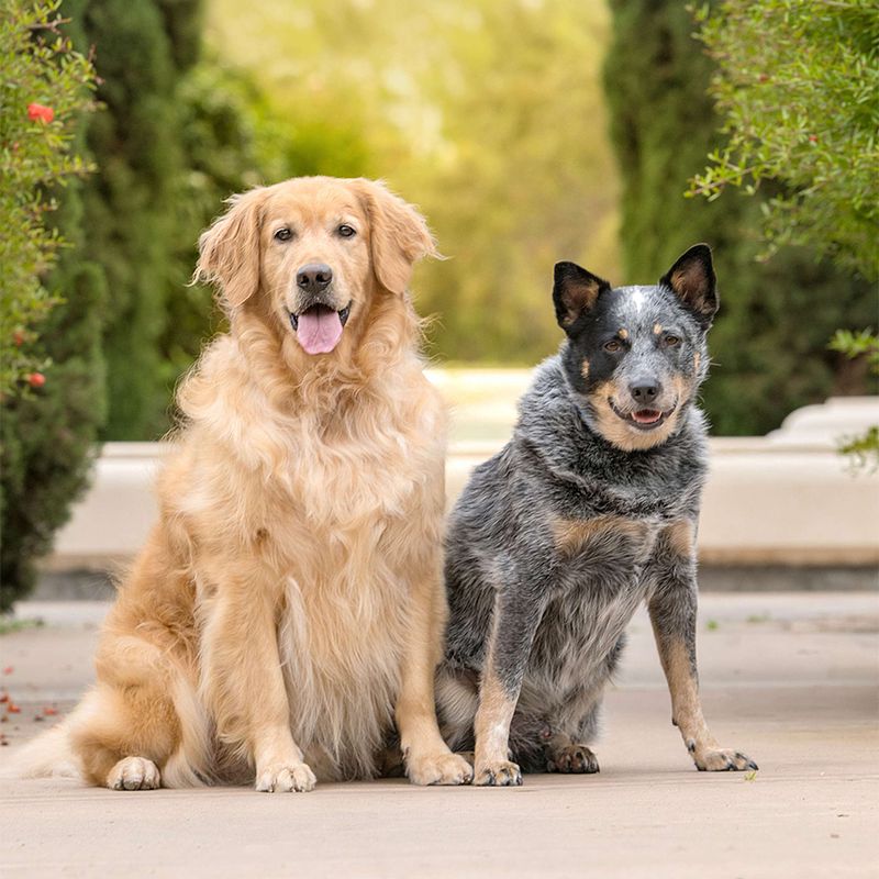 Vote for Pepper and Zeke