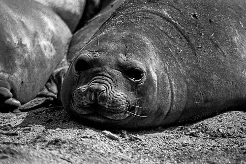 Elefante marino | Mirounga leonina
