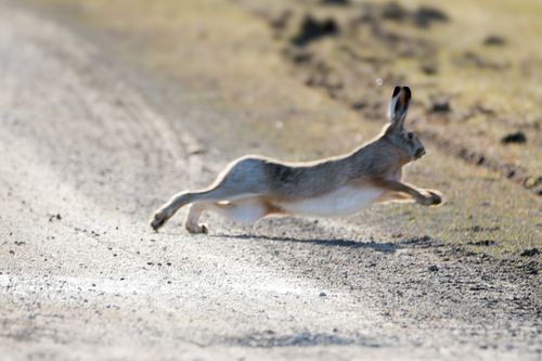 #jänes#metsloom#loodus#loodusfoto