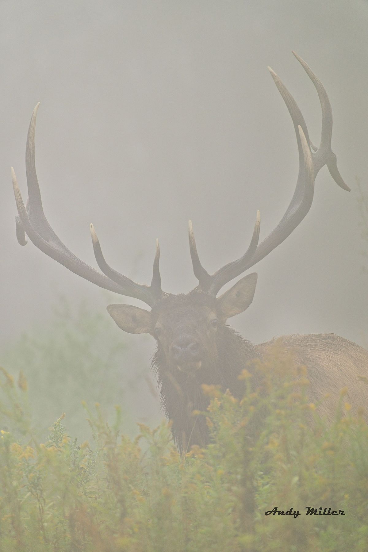 Andy | Andy Miller Photography