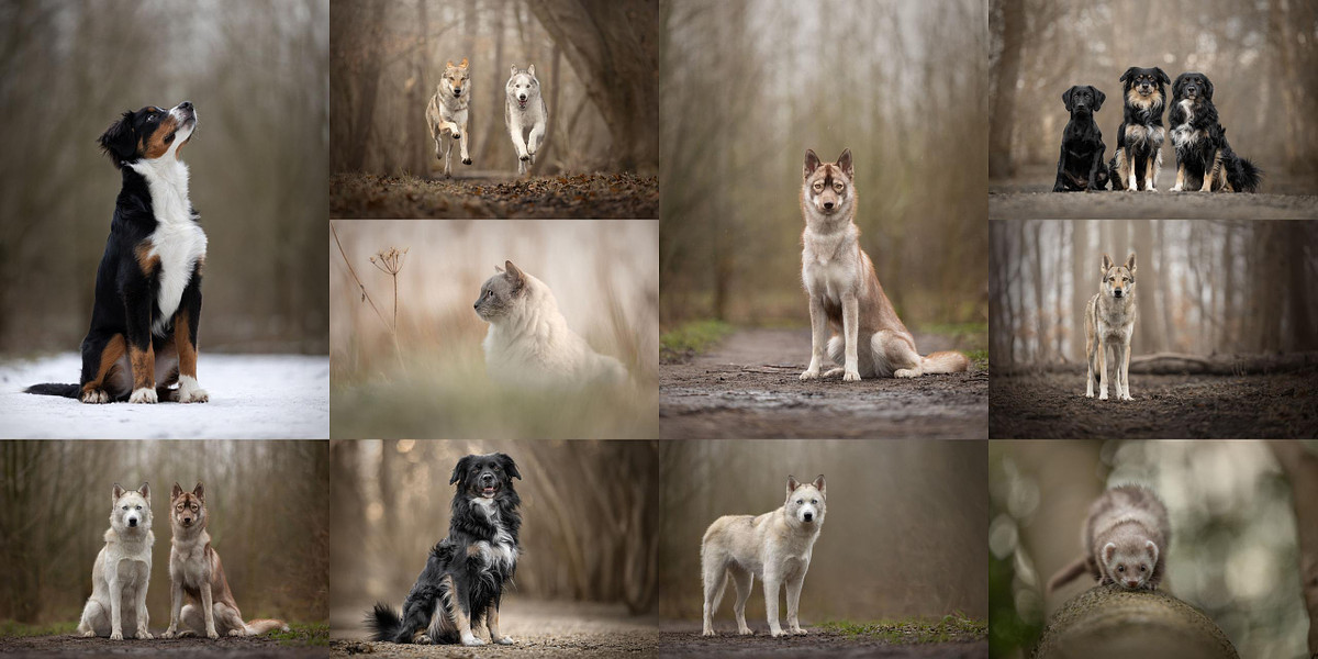 Foto's van honden, katten en fretten tijdens de winter met mooie pastelkleuren op de achtergrond gemaakt door een professionele huisdierenfotograaf