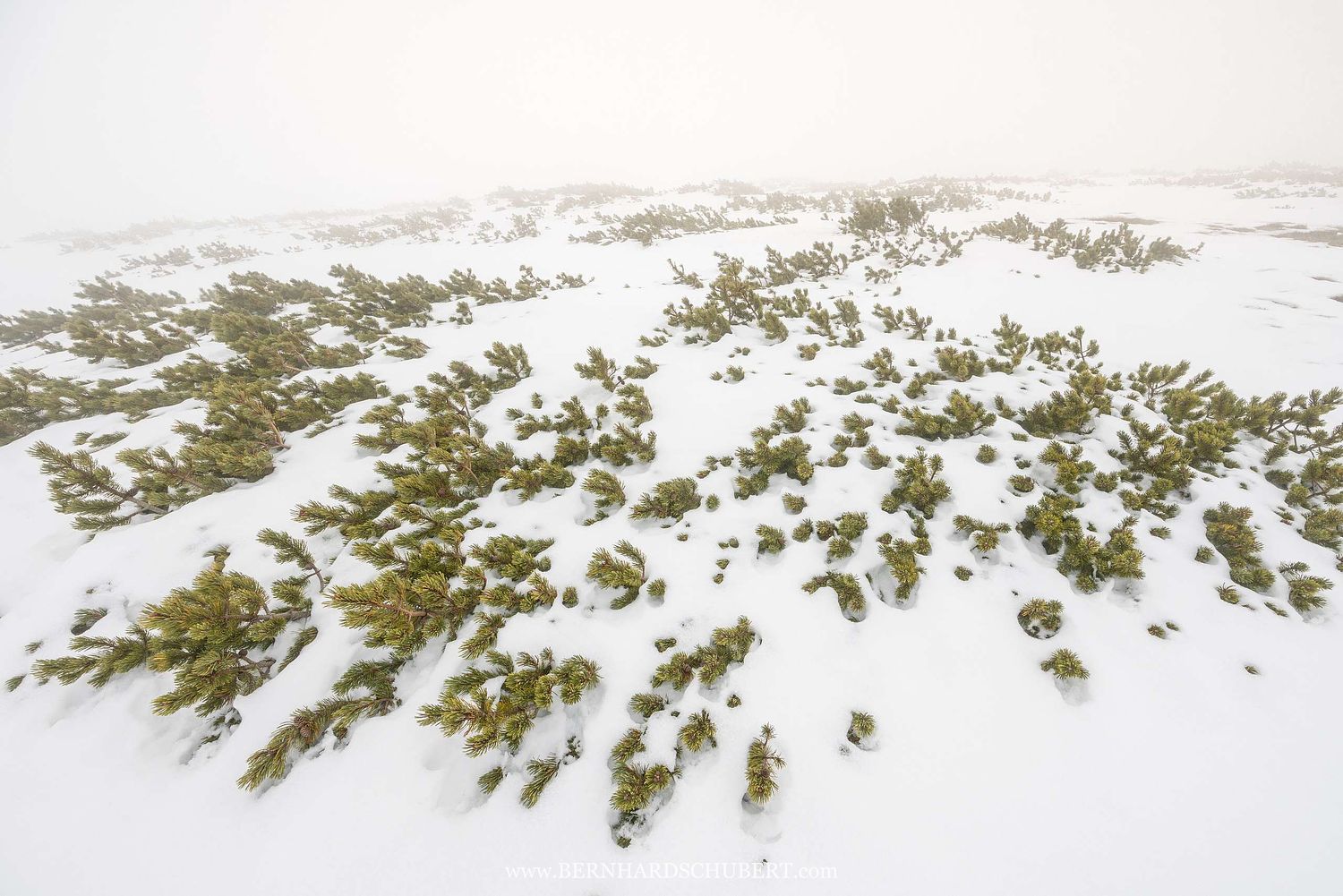 Pinus mugo - Dwarf mountain pine