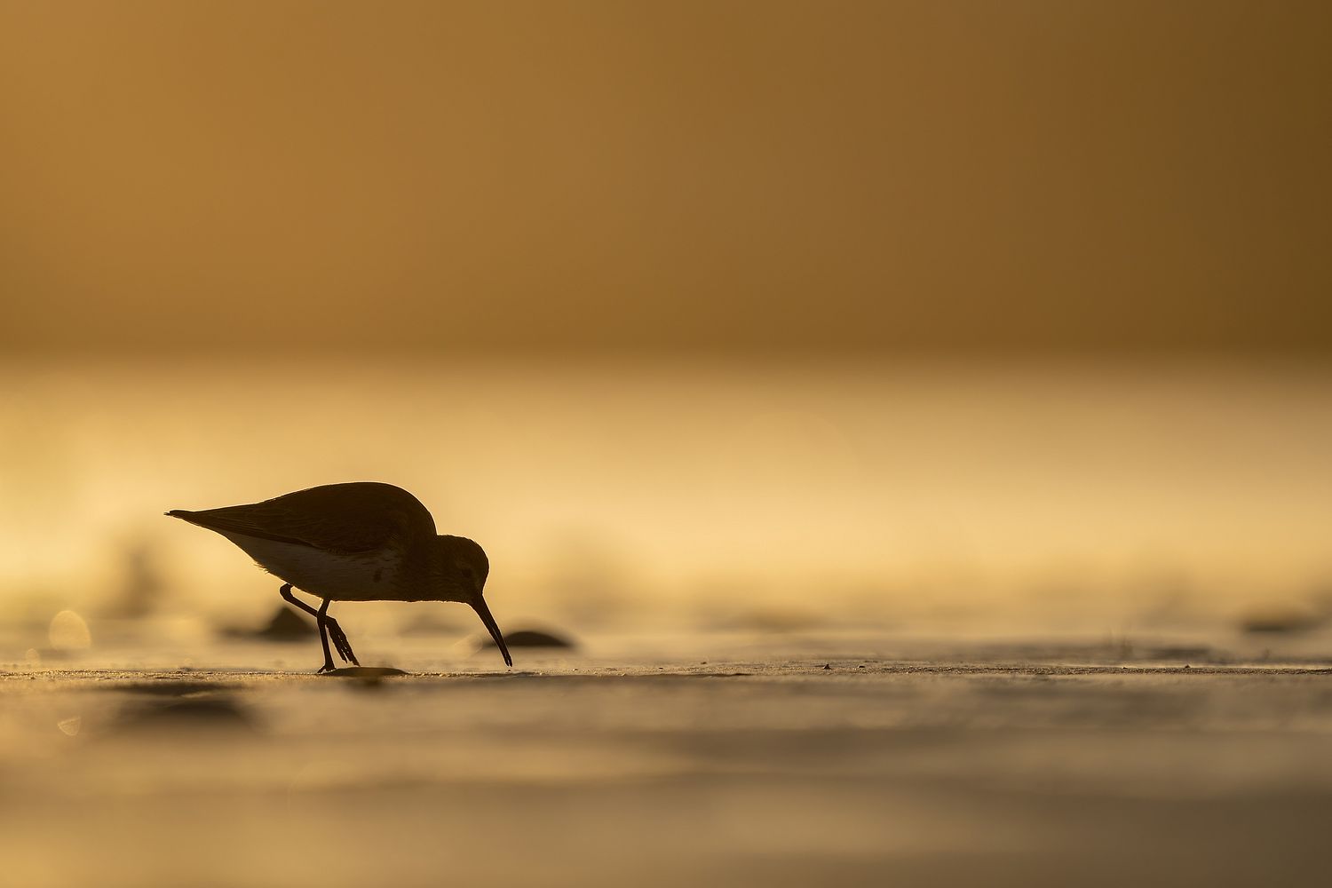 John Mauser Photography