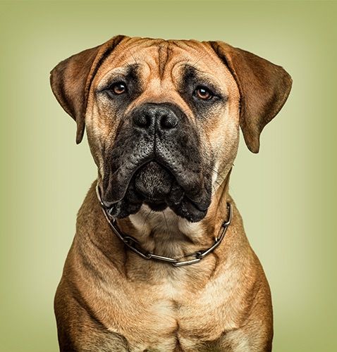 Photographie d'animaux de compagnie de chien boxer