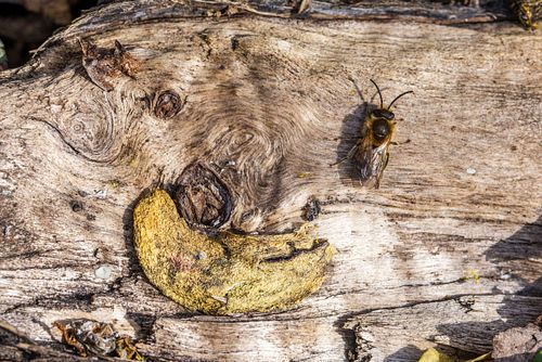 Andrena sp. - Miner bee