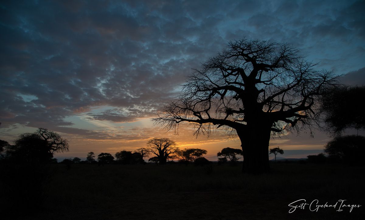 Baobab Silhouette