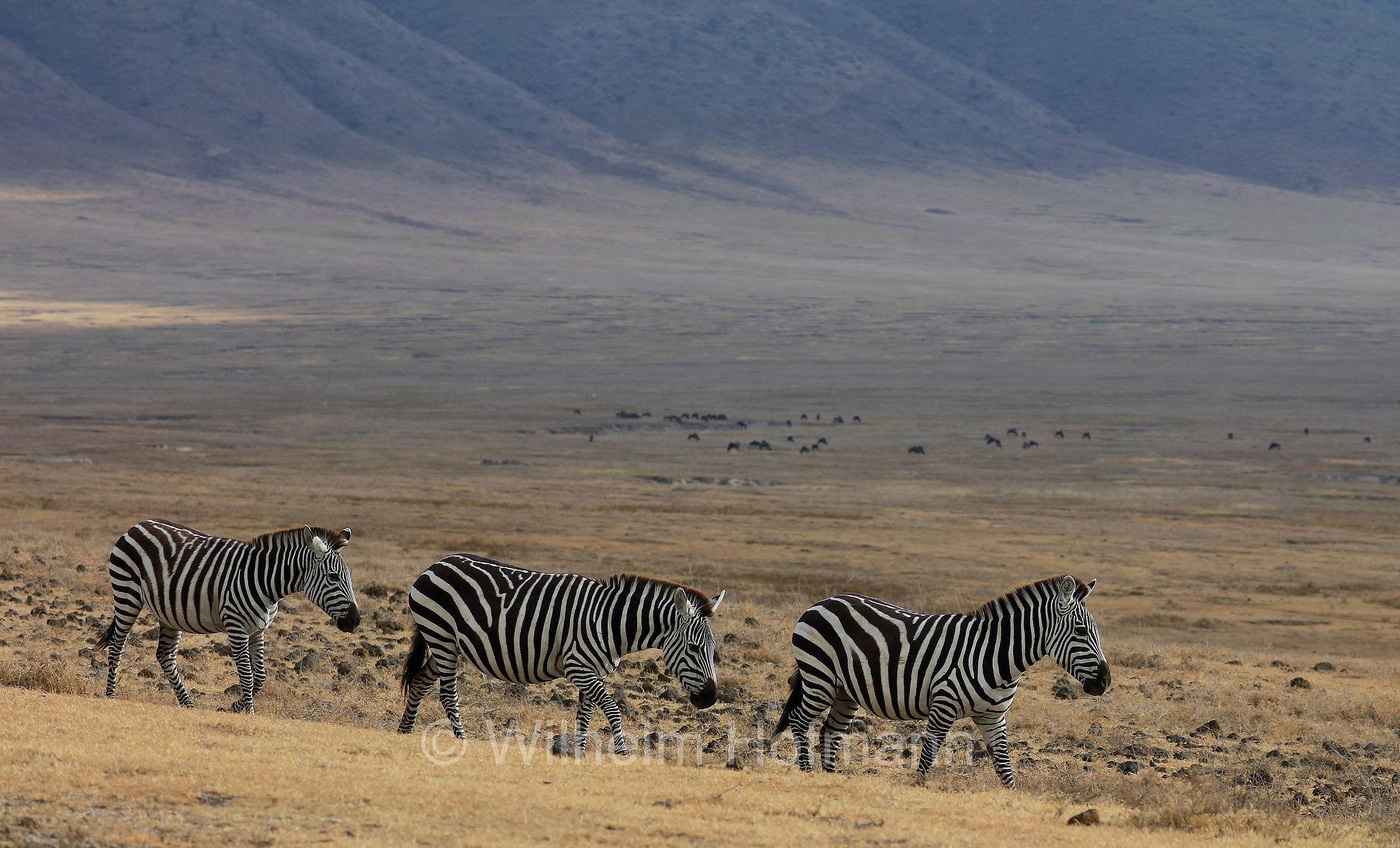 plains zebra, Steppenzebra, zebra di pianura, equus quagga, area di conservazione di Ngorongoro, Ngorongoro Conservation Area, Ngorongoro Krater, Tanzania, Tansania