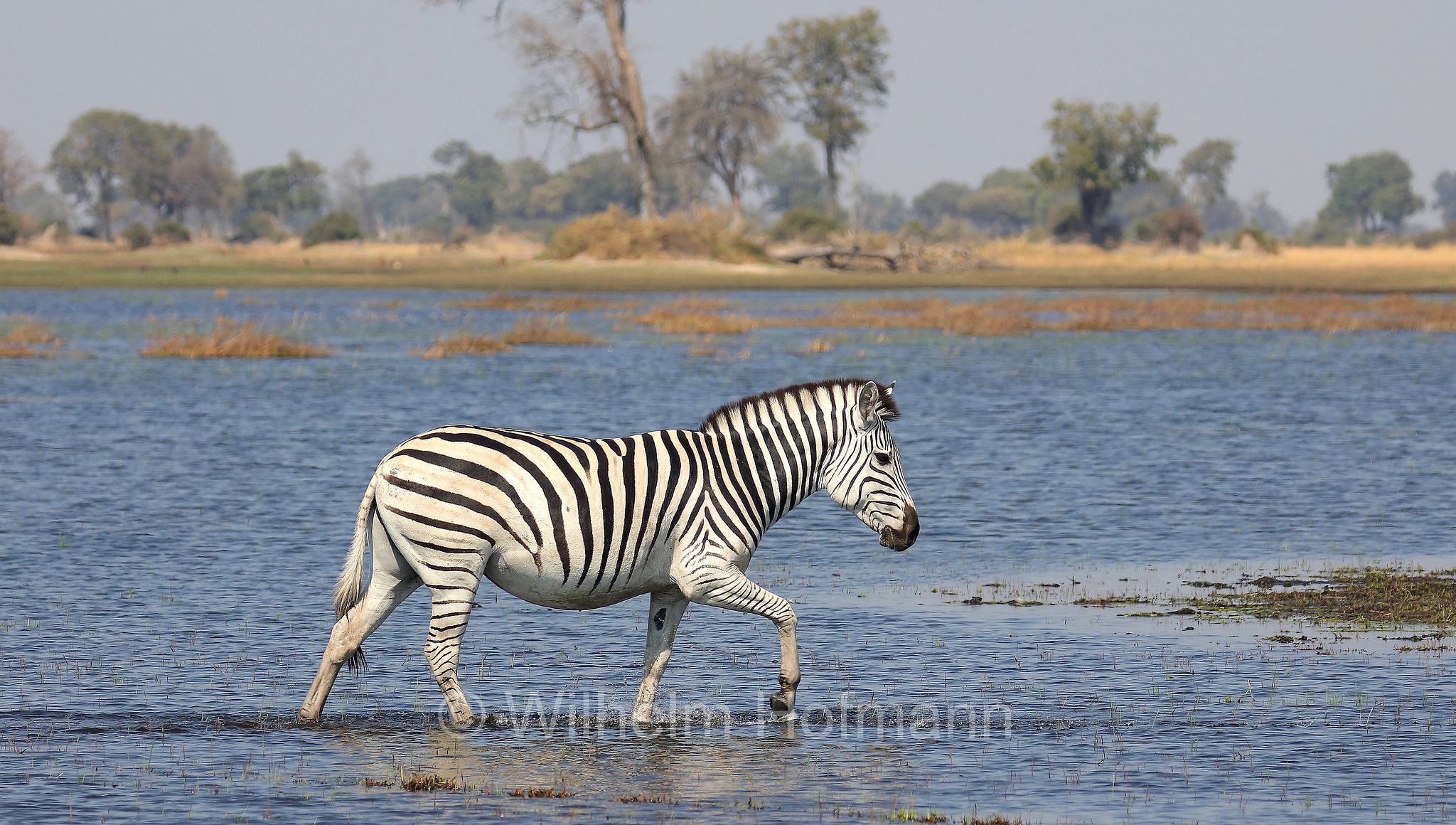 plains zebra, Steppenzebra, zebra di pianura, equus quagga, Moremi Game Reserve, Moremi-Wildreservat, Okavango Delta, Okavango Grassland, Botswana, Republik Botsuana