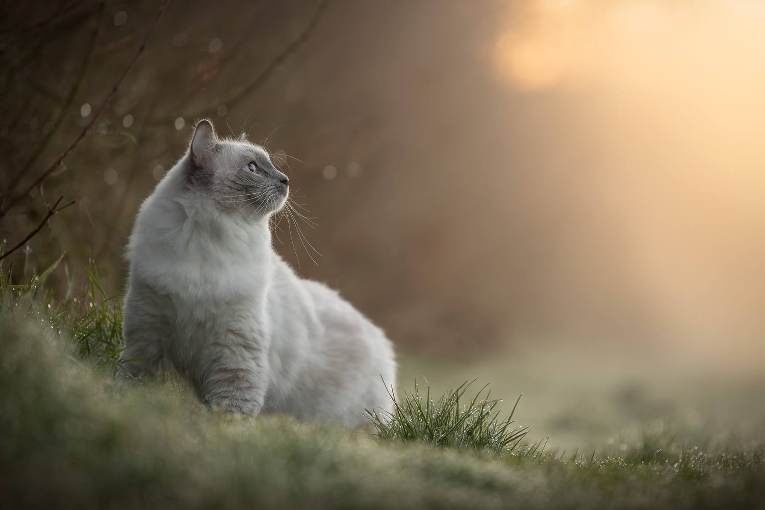 NLS Dierenfotografie