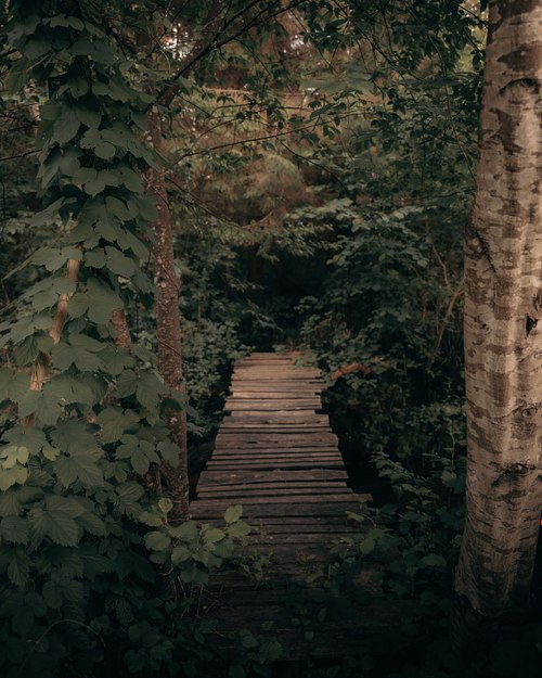 Forest path and wooden details near Two Black Cabins