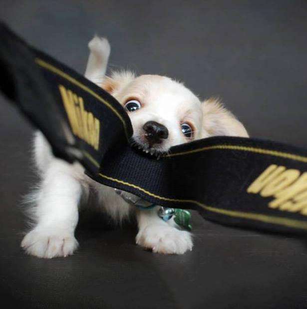 san-diego-dog-photo