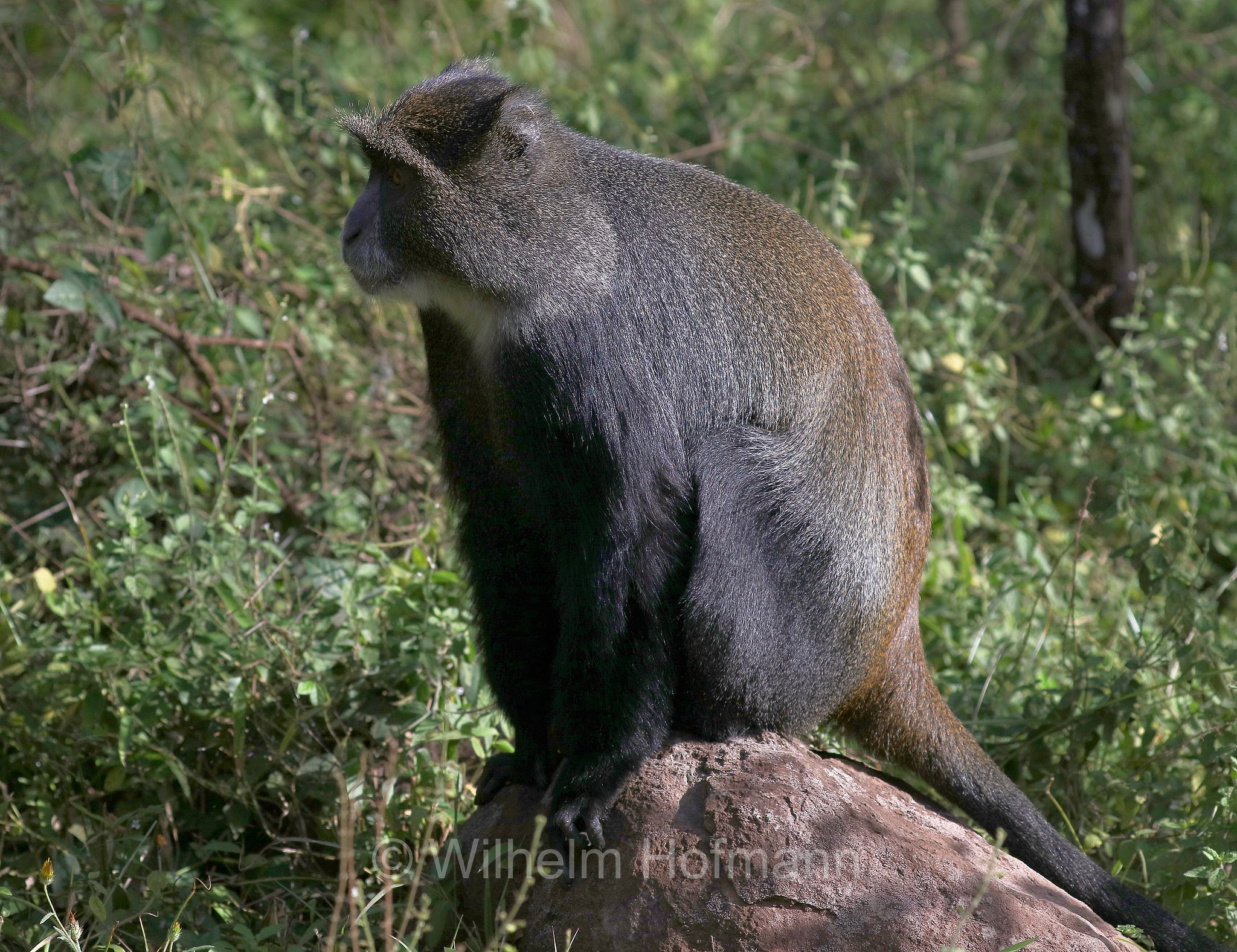 Cercopithecus mitis, blue monkey, diademed monkey, Diademmeerkatze, cercopiteco dal diadema, Tansania, Tanzania, Arusha National Park, Arusha-Nationalpark, parco nazionale di Arusha