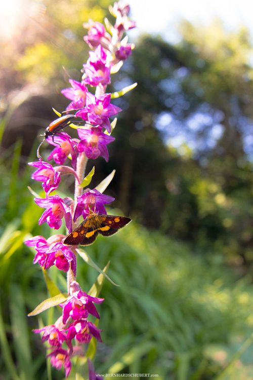 Pyrausta sp. auf Epipactis atrorubens Braunroter Stendelwurz