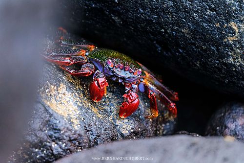 Grapsus adscensionis – Rote Felsenkrabbe