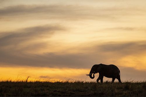 Elephant silhouette golden light copy