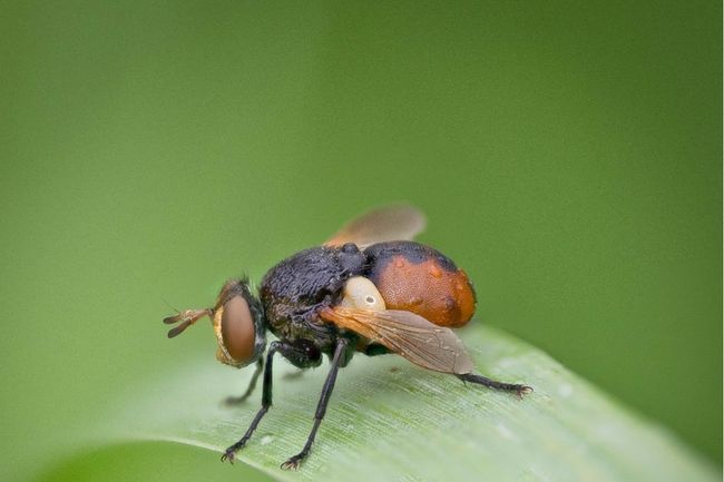 Beautiful Macro Photography Techniques eBook