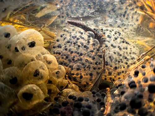 Haemopis sanguisuga - Horse leech