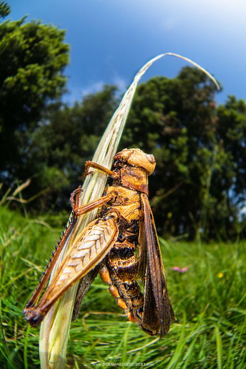 Entomophaga grylli infested