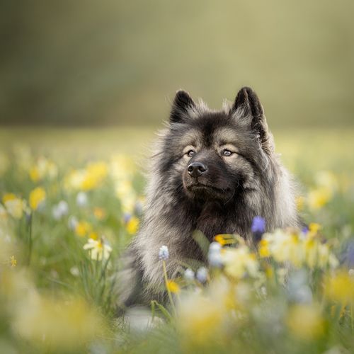 LENTE/BLOEMEN