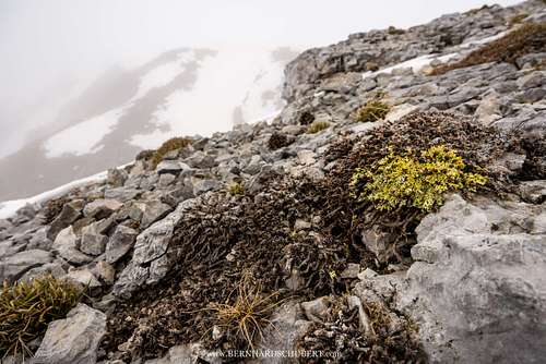 Lichen and other alpine vegetation