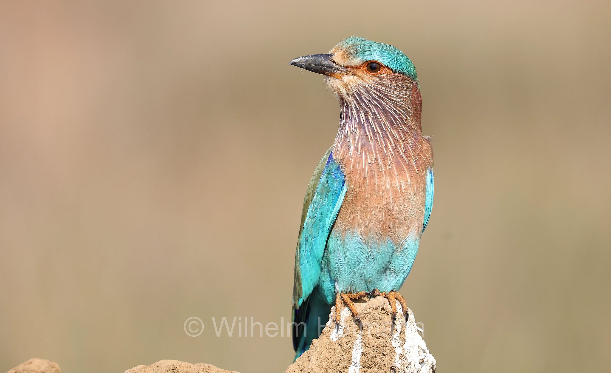 Indian roller, Hinduracke, ghiandaia marina indiana, Coracias benghalensis, Kanha National Park, Kanha-Nationalpark, parco nazionale di Kanha, Madhya Pradesh, India, Indien