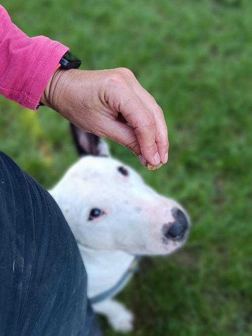 Treino de obedi&ecirc;ncia b&aacute;sica