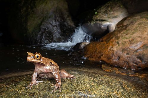 Pelobatrachus kobayashii - Kobayashi's horned frog