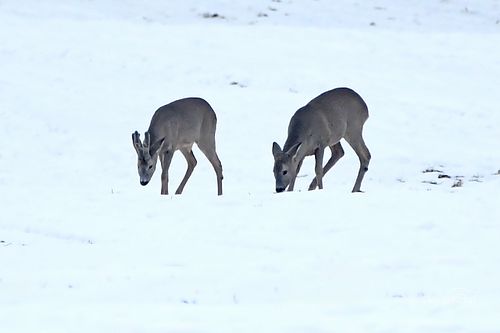 #metskitsed#metsloom#loodus#mets#loodusfoto