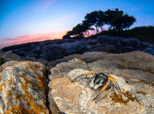 Philaeus chrysops - Gold-eyed jumping spider