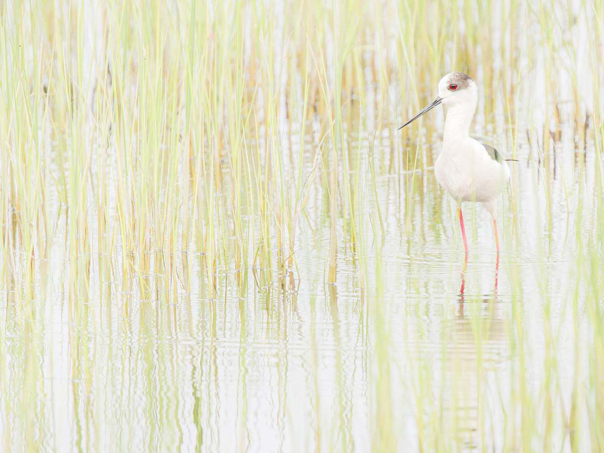 Stelzenl&auml;ufer Istrien Naturfotografie Reise