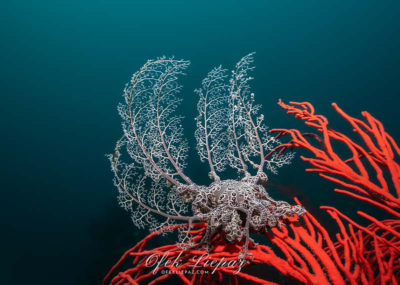 BASKET STARS
