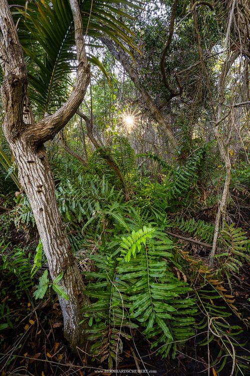 Swamp forest with Acrostichum sp. - Mangrove leather fern