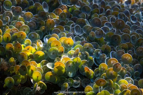 Acetabularia acetabulum - Mermaid's Wineglass