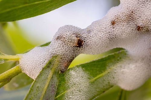 Aphrophora salicina - Weiden-Schaumzikade